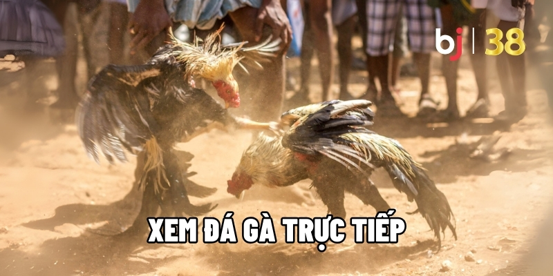 Xem đá gà trực tiếp